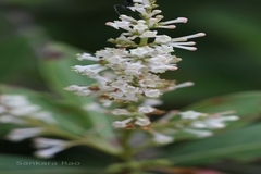 Wendlandia thyrsoidea